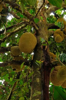 Jackfruit tree