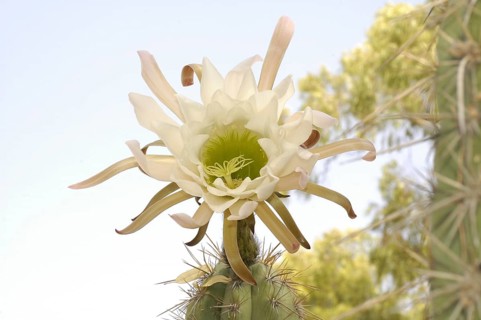 Echinopsis chiloensis