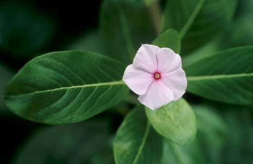 Madagascar Periwinkle