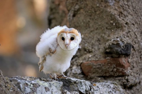 Barn Owl