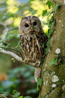 Tawny Owl