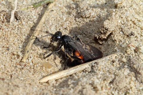 Spring wasp