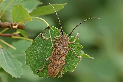 Large poplar buck
