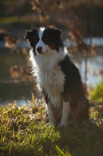 Australian Shepherd