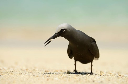 Black Noddy
