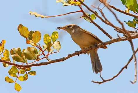 Western Olivaceous Warbler