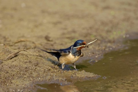 Barn Swallow
