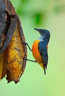 Orange-bellied Flowerpecker