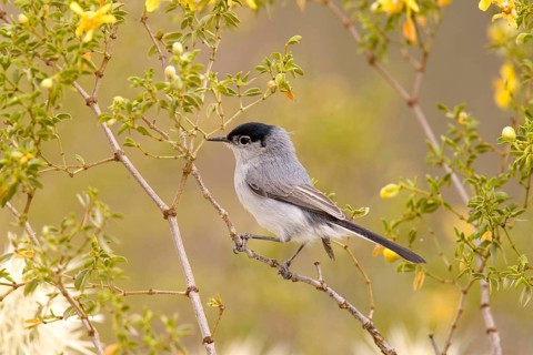 Black-tailed Gnatcatcher