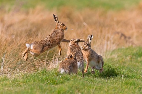 European Hare