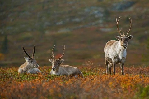 Reindeer