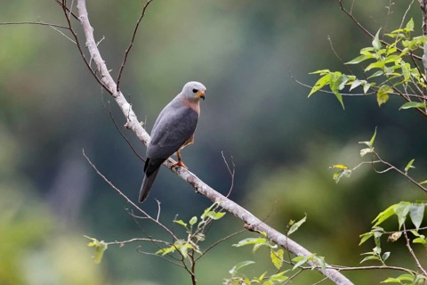 Variable Goshawk