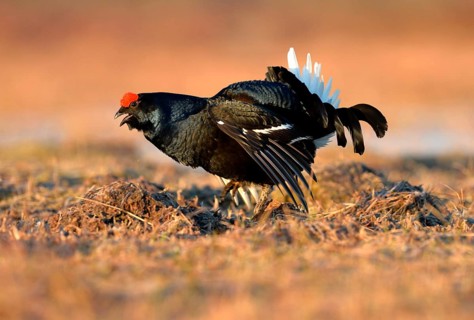 Black Grouse