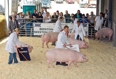 Domestic Pig