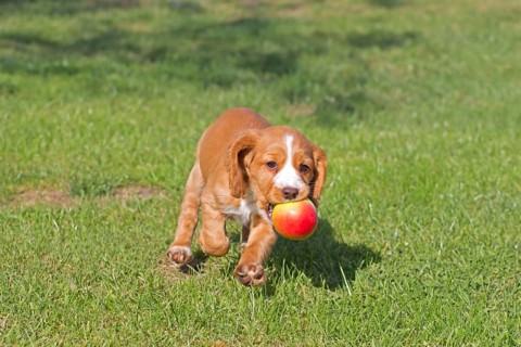 Domestic Dog