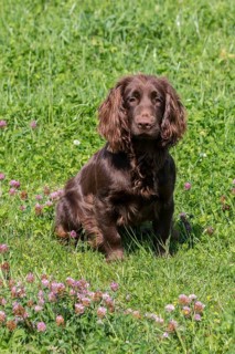 Domestic dog