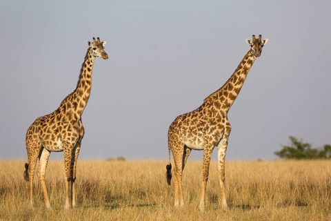Masai giraffe