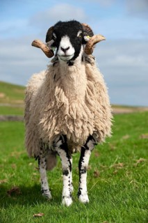 Domestic Sheep