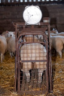 Sheep farming