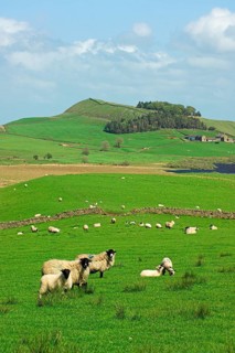 Domestic Sheep