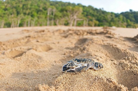 Green Turtle