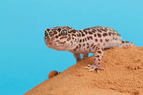 Leopard leopard gecko