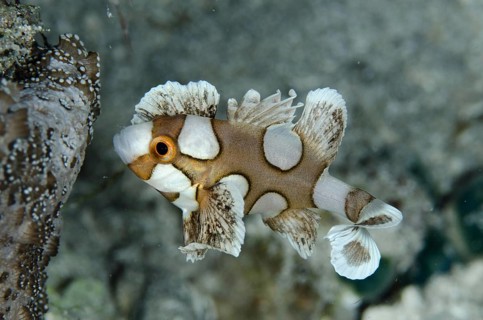 Many-spotted Sweetlips