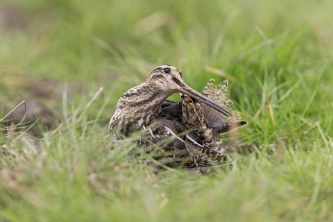 Common snipe