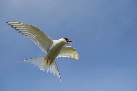 Arctic terns