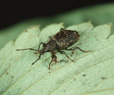 Black vine weevil
