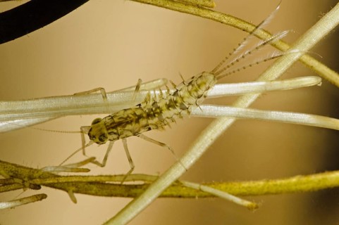 Pond olive mayfly