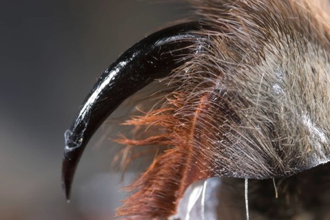 Grammostola spatulata