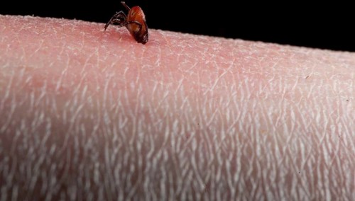 Tick