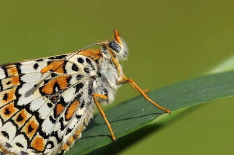 Plantain Fritillary