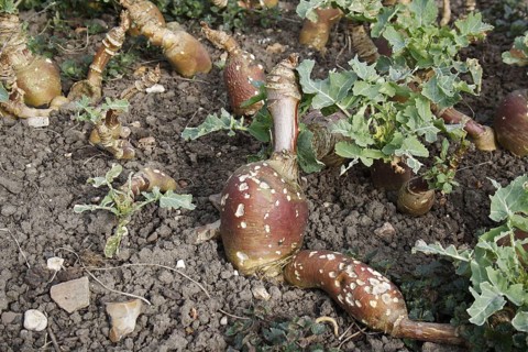 Napus napobrassica