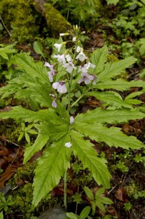 Seven-leaved Bittercress