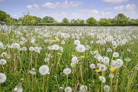 Common Dandelion