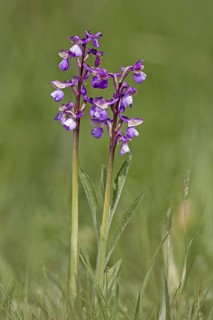 Green-winged green-winged orchid