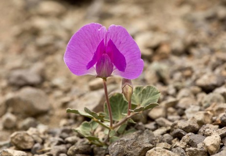 Pavilovia formosa