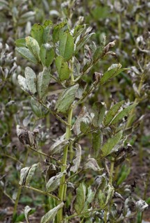 Field bean rust
