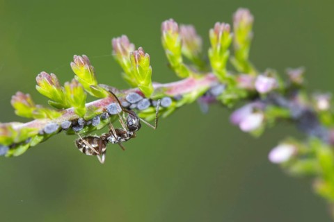 Black negro ant