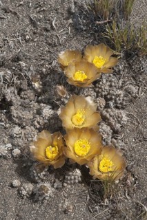 Flowering great horned owl lophopsids darwinii