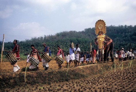 Musicians in front of decorated elephants walking through the narrow ridges of paddy field in Uthralikavu Pooram festival in Wadakanchery near Thrissur or Trichur