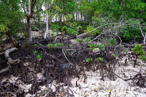 Grey mangrove