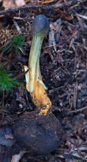 Heady core leg on colourful venison truffle