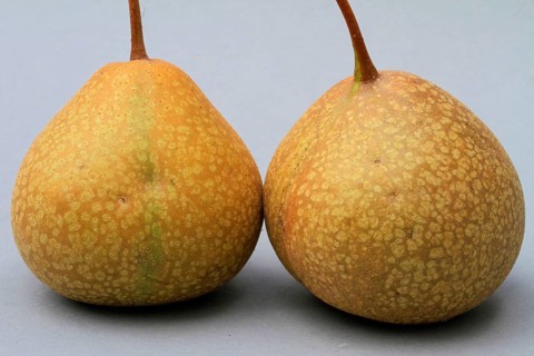 (Pyrus communis)
