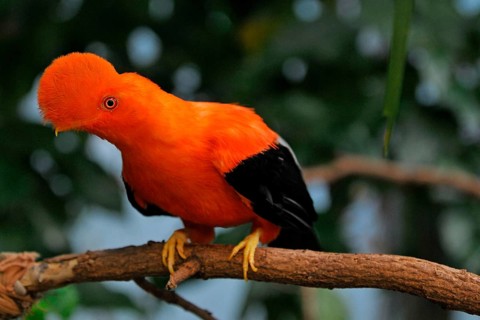 Andean Rock Cock