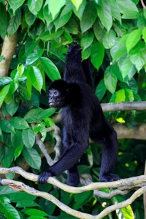 Black Spider Monkey