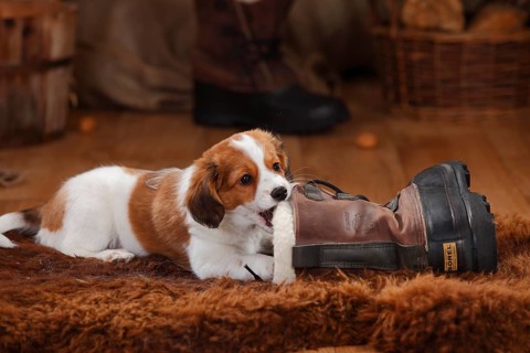 Kooikerhondje