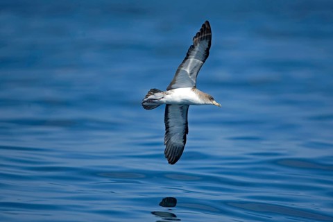 Cory's Shearwater